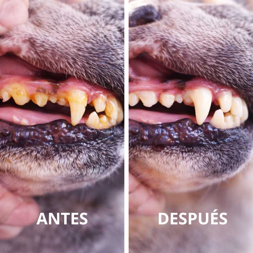 Happy Pets™ - Spray Oral Para Mascotas